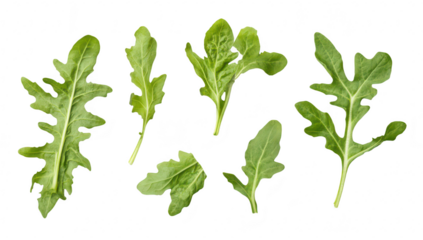 A collection of fresh arugula leaves arranged artistically on a clean. white background. highlighting their green color and unique shapes. ideal for culinary or health-related content