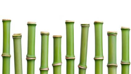 A serene arrangement of bamboo stalks standing upright against a plain white background. their green color and natural texture. ideal for nature-themed designs or backgrounds