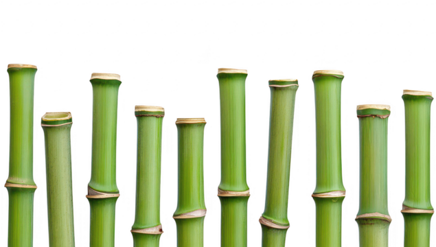 A serene arrangement of bamboo stalks standing upright against a plain white background. their green color and natural texture. ideal for nature-themed designs or backgrounds