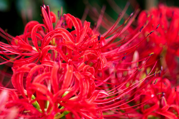 spider lily, lycoris