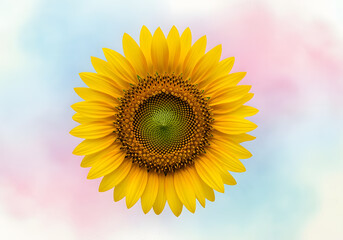 Obraz premium Vibrant Yellow Sunflower on Pastel Powder Background
