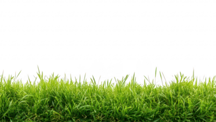 Lush green grass stretches across the foreground. creating a natural landscape. with a bright white background suggesting a clean and fresh atmosphere. ideal for nature-themed projects