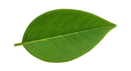 Vibrant Green Leaf with Intricate Veins on a White Background