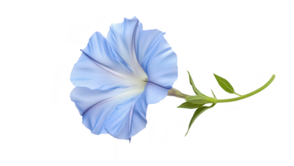 A delicate blue morning glory flower with soft petals and green leaves. elegantly positioned against a clean white background. ideal for nature-themed designs or floral arrangements