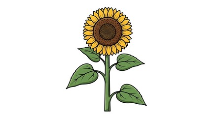 Fototapeta premium A vibrant illustration of a single sunflower, its large yellow petals unfurling towards the sun, showcasing its natural beauty and iconic form, set against a white background