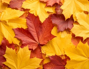 Autumn leaves, vibrant colors