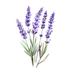 Obraz premium A bouquet of lavender flowers. delicate purple blooms and green foliage. set against a clean white background. ideal for use in wellness or nature-themed designs