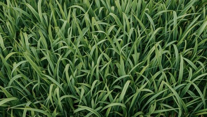 A close-up view of lush green grass blades, showcasing a vibrant natural background.