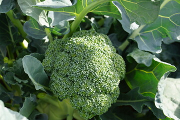 野菜ブロッコリー