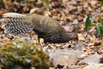 A female Kalij Pheasant foraging for food on the ground at Kaeng Krachan Thailand