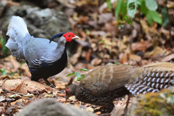 A male Kalij Pheasant foraging for food on the ground at Kaeng Krachan Thailand