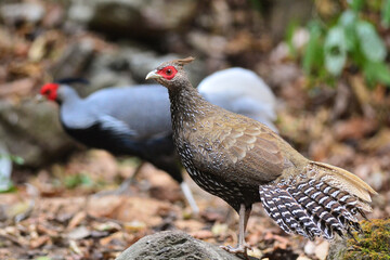 A female Kalij Pheasant foraging for food on the ground at Kaeng Krachan Thailand
