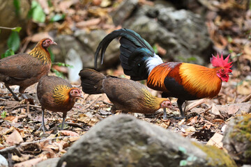 A male and 3 female Red Junglefowls foraging for food on the ground at Kaeng Krachan Thailand