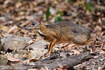 A male Mouse-deer with visible tusks is in the forest coming out to eat and drink at Kaeng Krachan Thailand