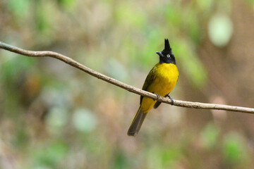 A Black-crested Bulbul perched on a branch with beautiful Backdrop at Kaeng Krachan Thailand
