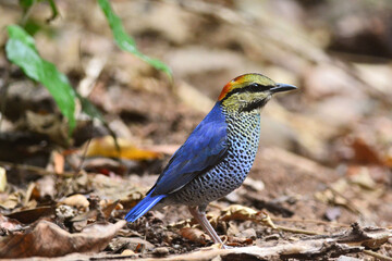 A male Blue Pitta walking and foraging on the ground at Kaeng Krachan Thailand