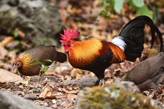 A pair of Red Junglefowl with beautiful sheen feathers foraging for food on the ground at Kaeng Krachan Thailand