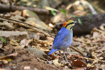 A male Blue Pitta walking and foraging on the ground at Kaeng Krachan Thailand