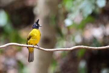 A Black-crested Bulbul perched on a branch with beautiful Backdrop at Kaeng Krachan Thailand