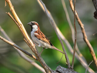 A male House Sparrow perched on a dry branch at Pathumtani Thailand