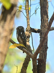 An Asian Barred Owlet perched on a branch resting at Kaeng Krachan National Park Thailand