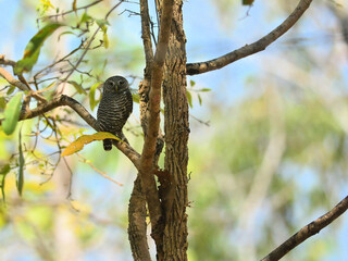 An Asian Barred Owlet perched on a branch resting at Kaeng Krachan National Park Thailand