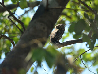 An Asian Barred Owlet perched on a branch resting at Kaeng Krachan National Park Thailand
