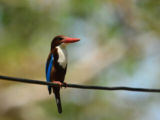 A white-throated Kingfisher perched on powerline with a long red beak at Kaeng Krachan Thailand
