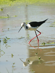 A Black-winged stilt foraging with red long-legged in the paddy field at Laem Pakbia, Petchburi, Thailand