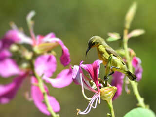 An Ornate Sunbird or Olive-backed Sunbird sipping nectar from the indian cork tree flowers at Kaeng Krachan Thailand
