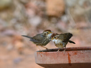 Two Puff-throated Babblers are enjoying a bath at Kaeng Krachan Thailand