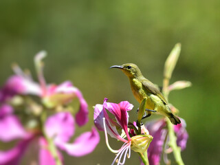 An Ornate Sunbird or Olive-backed Sunbird sipping nectar from the indian cork tree flowers at Kaeng Krachan Thailand