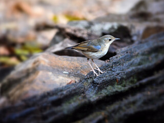 A Siberian Blue Robin perched on a log  closed to water hole at Kaeng Krachan Thailand