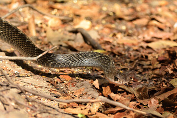 A thristy Rat snake is slithering toward a pond flicking its black tongue at Kaeng Krachan Thailand