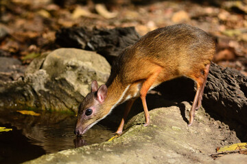 A female Mouse-deer without tusk is in the forest coming out to eat and drink at Kaeng Krachan Thailand