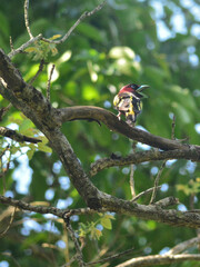 A Banded Broadbill perched on a branch its beak wide open at Kaeng Krachan National Park Thailand