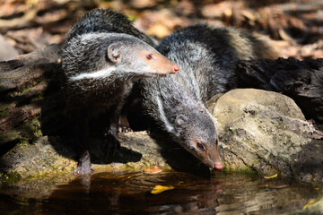 Two Crab-eating Mongoose drinking water in the forest of Kaeng Krachan Thailand