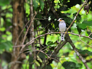 A female Silver-breasted Broadbill is holding a twig preparing to build a nest at Kaeng Krachan National Park Thailand