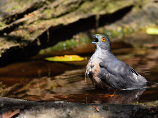 A female shikra enjoying a bath in the hot summer day at Kaeng Krachan Thailand