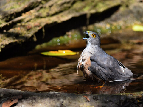 A female shikra enjoying a bath in the hot summer day at Kaeng Krachan Thailand