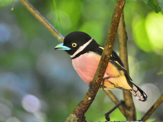 A Black-and-yellow Broadbill perched on a branch at Kaeng Krachan National Park Thailand