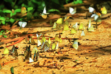 Multiple types of butterflies flying and resting on the forest ground at Kaeng Krachan National Park Thailand