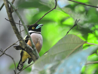 A Black-and-yellow Broadbill perched on a branch at Kaeng Krachan National Park Thailand