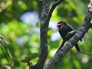 A Dusky Broadbill perched on a big branch at Kaeng Krachan National Park Thailand