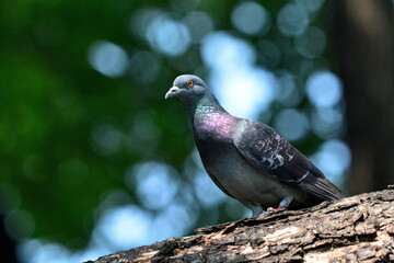 A Rock Dove perched on a log in the park around Bangkok Thailand