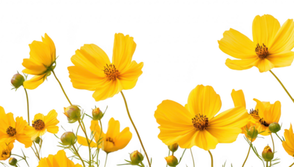 A display of yellow flowers swaying gently in a light breeze against a clean white background. creating a cheerful atmosphere perfect for nature-themed projects or designs