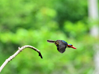 A male Banded Kingfisher jumped out off a branch at Kaeng Krachan Thailand