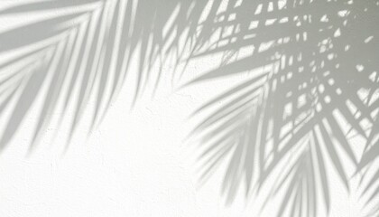Obraz premium Shadowy Palm Fronds on White Wall