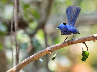 A Black-naped Monarch perched on a branch at Kaeng Krachan Thailand