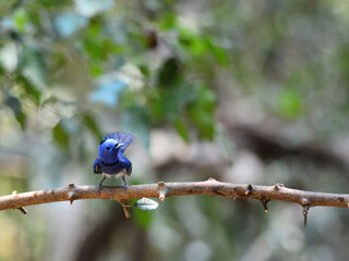 A Black-naped Monarch perched on a branch at Kaeng Krachan Thailand
